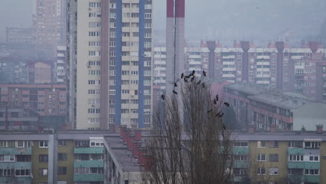 cuervos de pie en un árbol en un área urbana