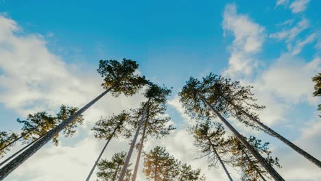 time lapse shot of tall pine trees towards the sky from below