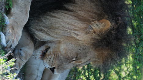 Vertical-View-Of-A-Lazy-Male-Lion-Resting-In-African-Savannah-Bushes