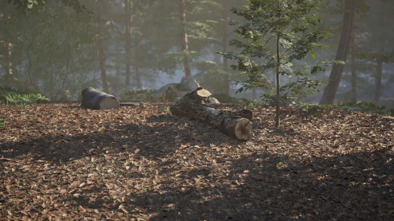 A tranquil morning in the woods with fallen logs and a lone tree