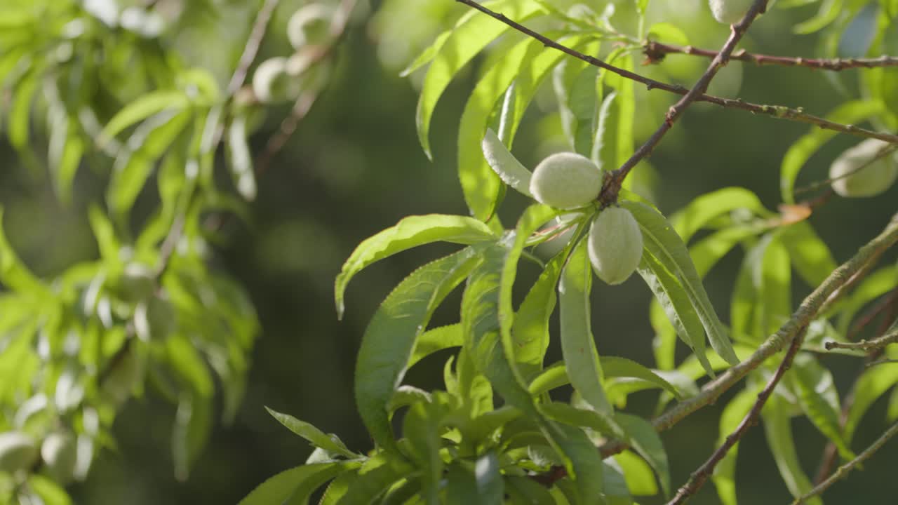 Piccole pesche verdi in maturazione sull'albero