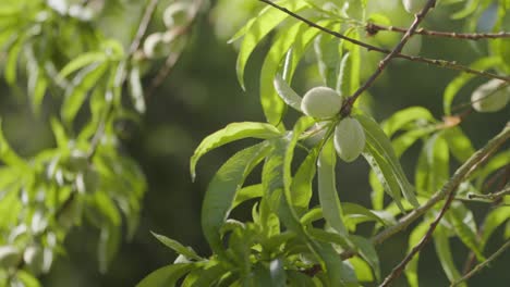 pequeños melocotones verdes madurando en el árbol