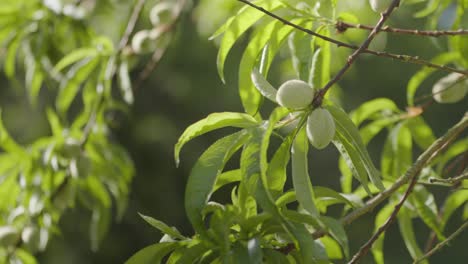 small green peaches ripening on the tree