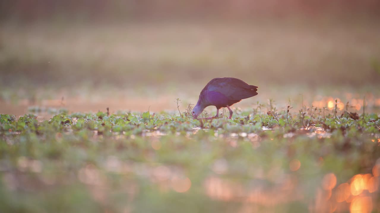 A vibrant purple swamphen wading through shallow water at sunrise, its rich plumage catching the golden light.