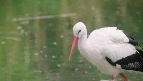 fotografía de seguimiento de la cigüeña blanca occidental en el zoológico de seúl cazando peces en un estanque caminando en aguas poco profundas mirando hacia abajo - seguimiento de primer plano