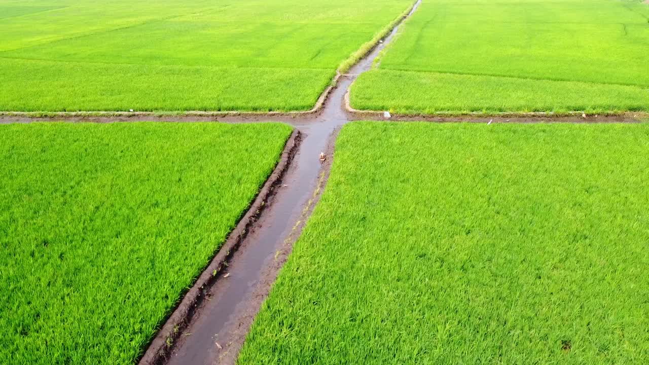 Luftfoto af frodige grønne rismarker, der gennemskæres af vandingskanaler i et landligt landbrugslandskab