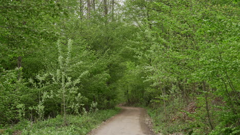 empty dirt road into forest on windy day