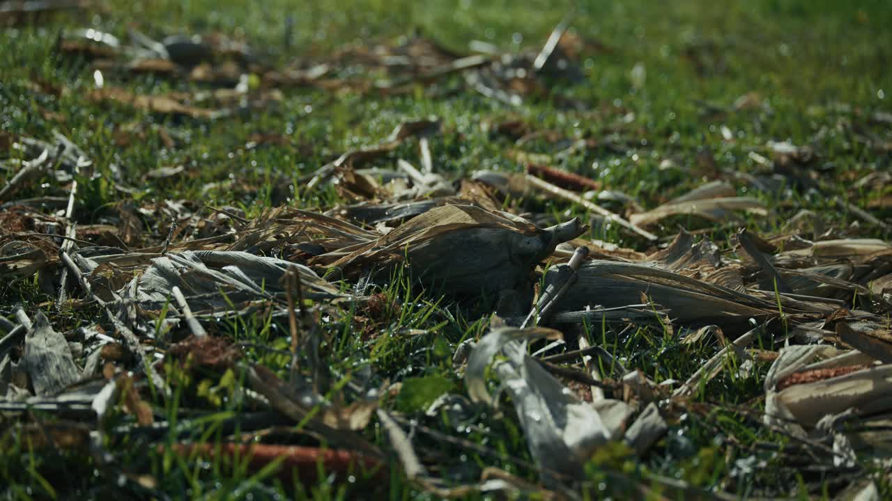 Close up of dried corn husks scattered on grass in Lonjsko Polje, Krapje, Croatia