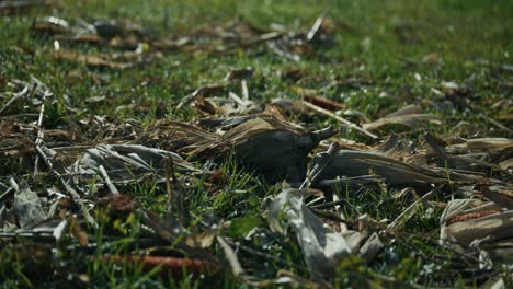 Close up of dried corn husks scattered on grass in Lonjsko Polje, Krapje, Croatia