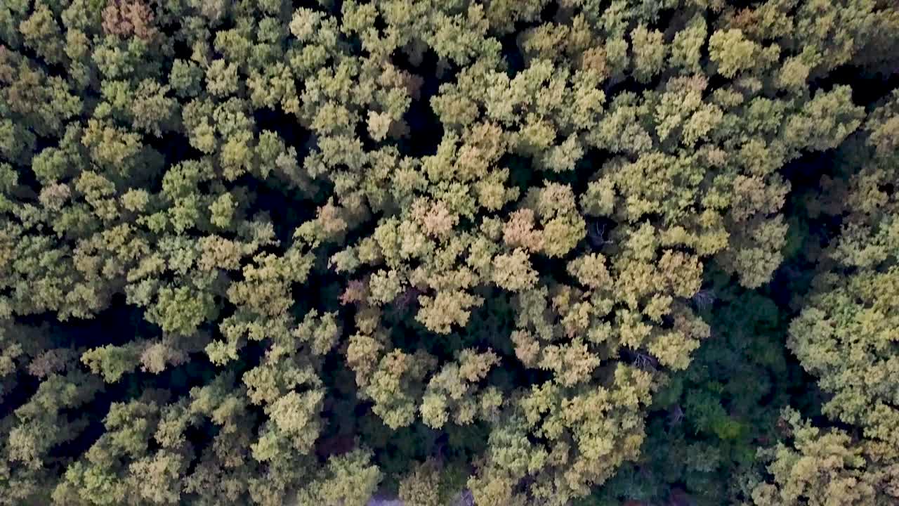 volando por encima y panorámica hacia arriba en un gran bosque verde
