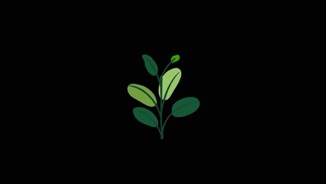 Plant-with-6-leaves-grows-and-germinates-on-black-background-overlay