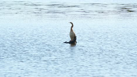 Ein-Wilder-Australischer-Anhinga-Novaehollandiae,-Der-Auf-Einem-Untergetauchten-Holz-In-Der-Mitte-Eines-Süßwassersees-Thront,-Sein-Gefieder-Putzt-Und-Pflegt-Und-Sich-In-Der-Umgebung-Umsieht