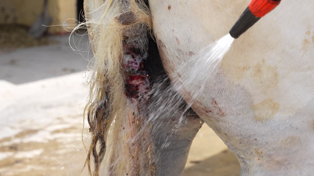 Cleaning with water a horse's tail scar on the tail of a white horse