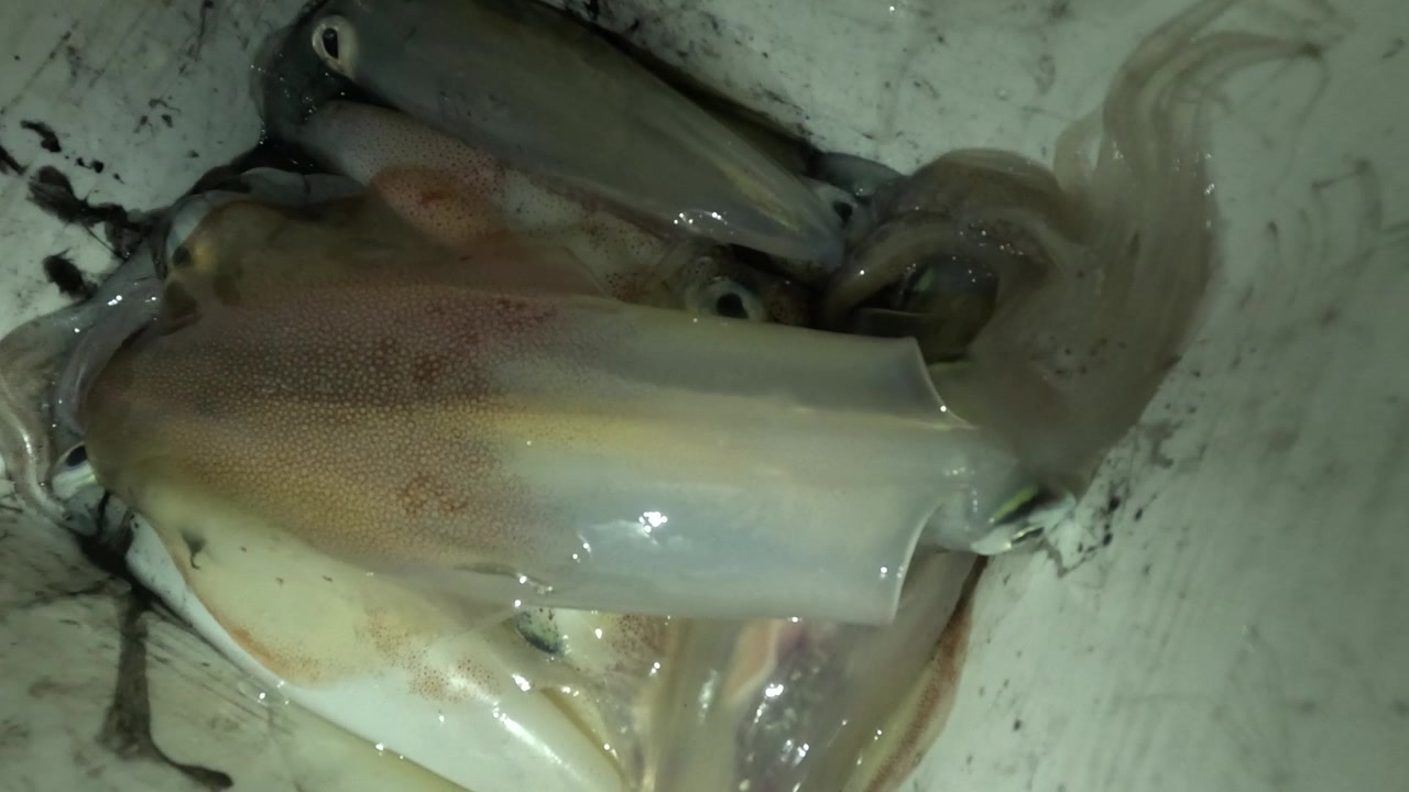 Several freshly caught squid display wet bodies with pale, reddish, and bluish tones, visible fins, large reflective eyes, and chromatophores, highlighting their natural camouflage and fresh seafood.