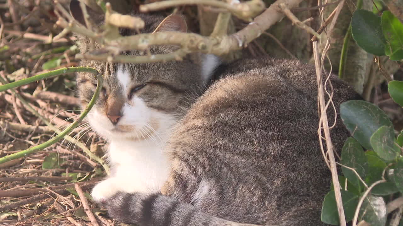 Cat resting in the bushes