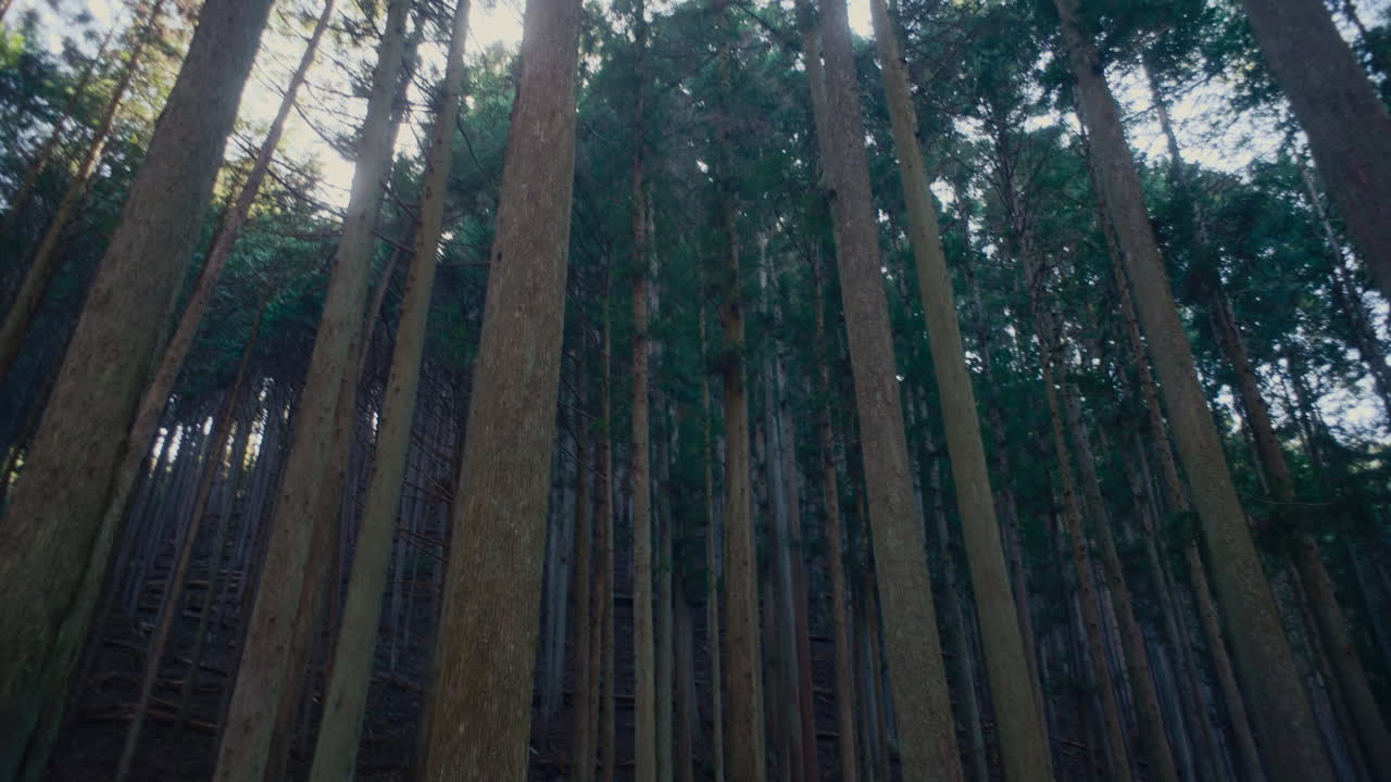 Bella atmosfera al tramonto all'interno di un ambiente forestale giapponese.