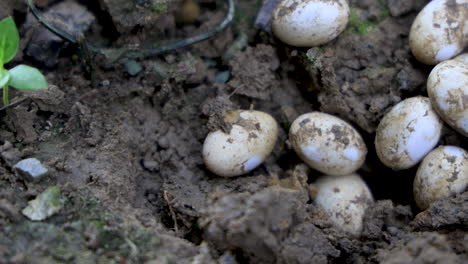 Toma-Panorámica-De-Huevos-De-Serpiente-En-El-Suelo