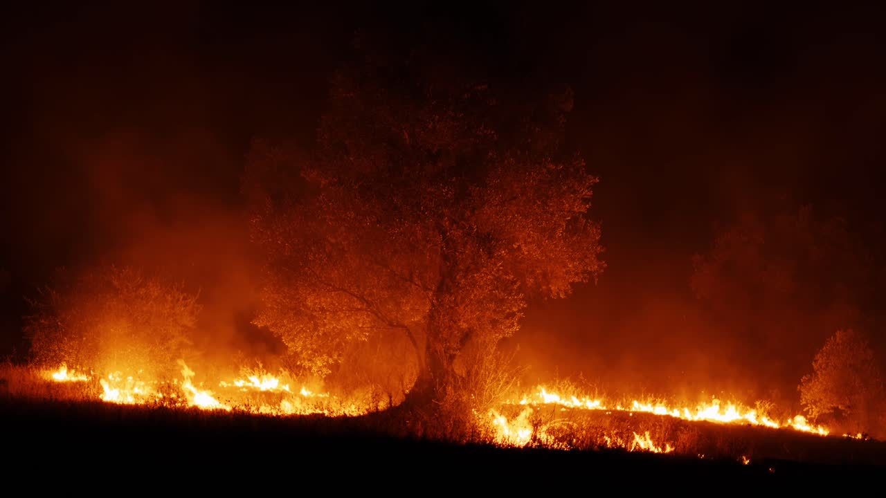 여름 불 불꽃에 불타는 올리브 나무