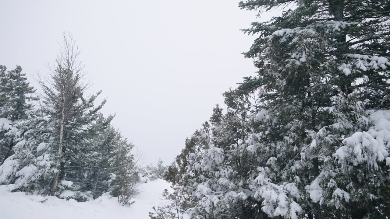 gli alberi innevati ondeggiano durante la tempesta di neve in inverno