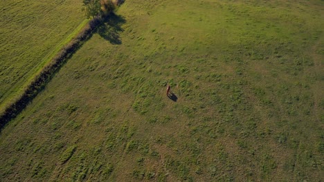 Marvelous-aerial-view-flight-panorama-orbit-drone
of-a-horse-on-pasture-field-in-brandenburg-havelland-Germany-at-summer-sunset-2022