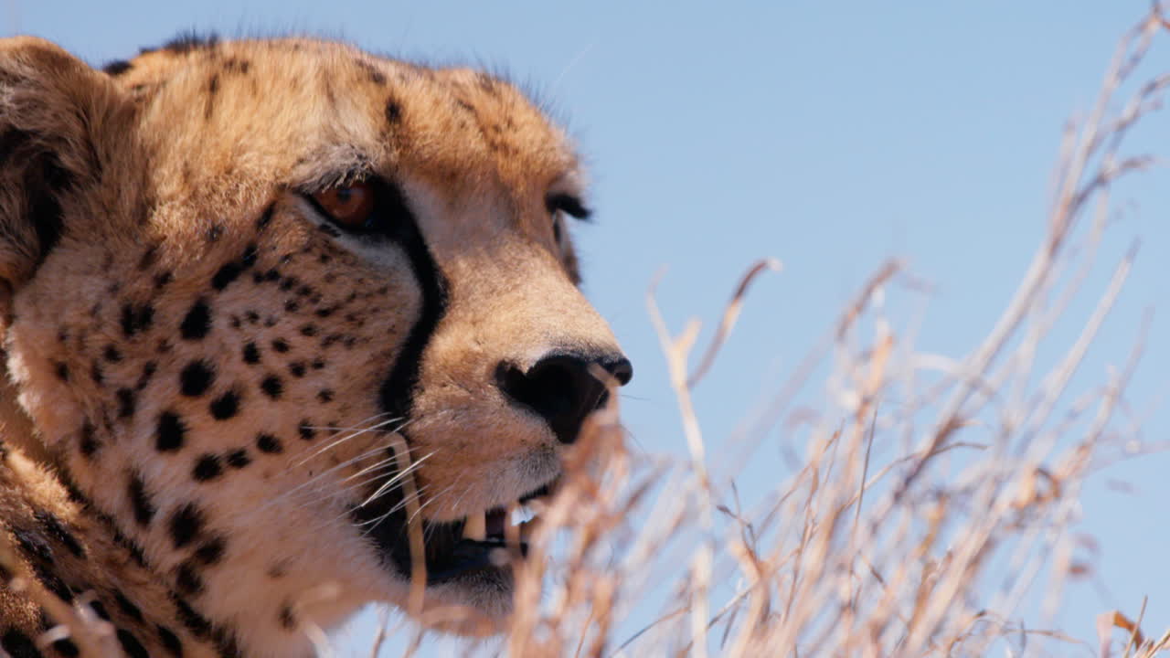 Close up of a cheetah's head as it keeps vigilant at noon in Kenya