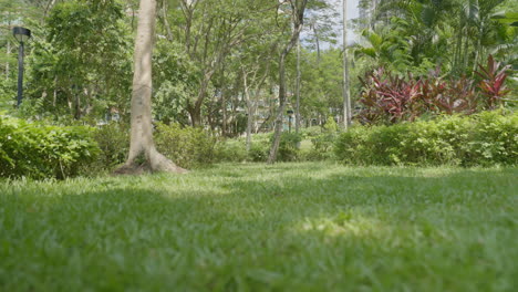 Bewegte-Aufnahme-Aus-Einem-Niedrigen-Winkel-Eines-Wunderschönen,-Friedlichen-Parks-In-Hongkong