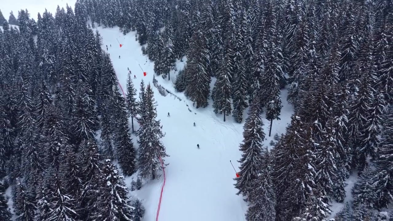 Sciatori scendono un pendio innevato. Persone sciano lungo un pendio innevato circondato da alti pini in una zona di montagna durante l'inverno.