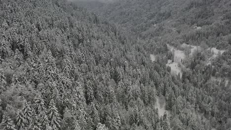 Snowy-valley-with-white-pine-trees