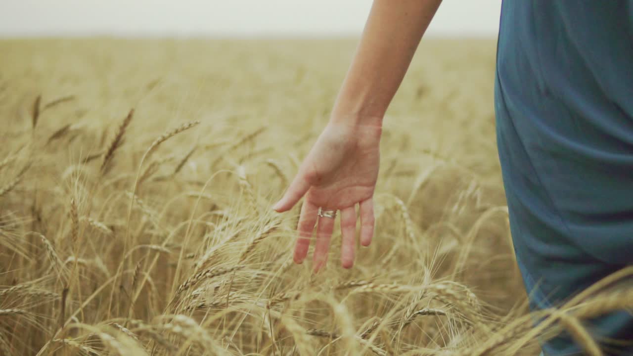 Woman's hand running through wheat field. girls hand touching wheat ears Close Up. Harvest concept. Unrecognizable woman in a