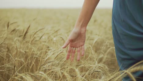 Woman's-hand-running-through-wheat-field.-girls-hand-touching-wheat-ears-Close-Up.-Harvest-concept.-Unrecognizable-woman-in-a