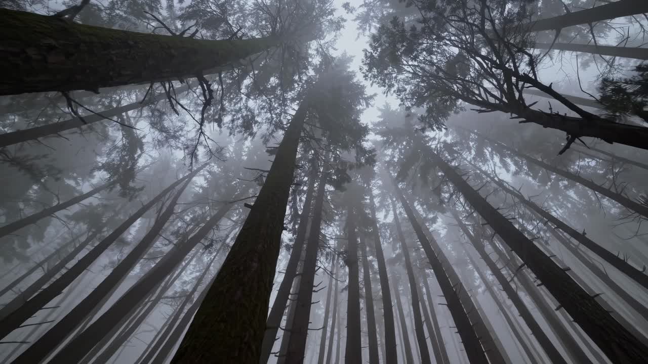 Eerie forest scene with towering trees shot from a low angle, creating a mysterious atmosphere