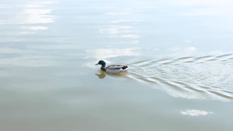 Male-duck-swimming-in-bluish-water-in-a-lake-with-cloud-reflection-in-water