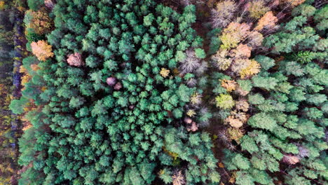 drone's bird's eye view capturing sprawling, vibrant forest immersed in captivating beauty of autumn