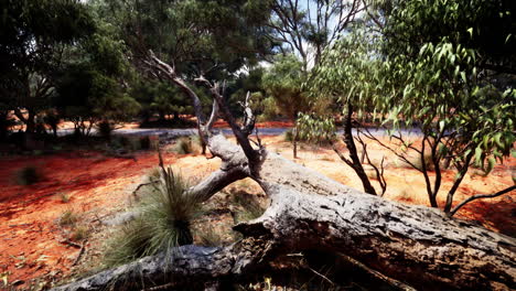 árbol caído en el interior de australia