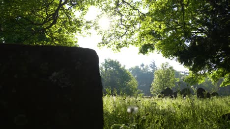 overgrown grass at deserted celtic cemetery in county wexford in ireland