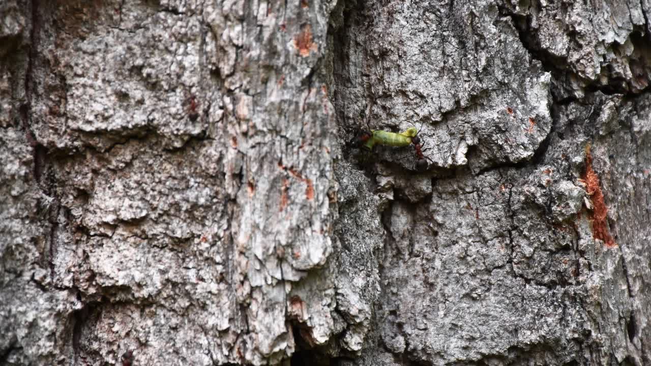 Molte formiche che collaborano su un vecchio tronco di quercia