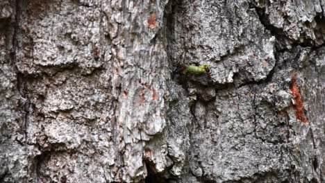 Lots-of-ants-co-working-at-a-old-oak-tree-trunk