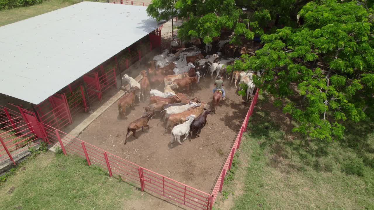 A large herd of cattle moving inside a fenced area with a worker, aerial view