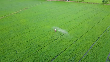 aerial view on rice field landscape background