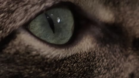 una vista de cerca de un ojo de gato - primer plano extremo