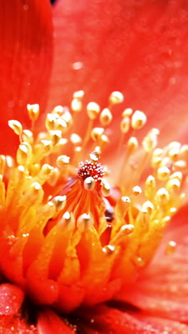 a close up of a red flower with water droplets on it. the flower is surrounded by a blurry background, giving it a dreamy, ethereal quality