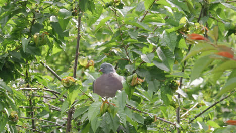 Wild-wood-pigeon-sitting-perched-high-up-in-a-sycamore-tree-in-the-UK-countryside