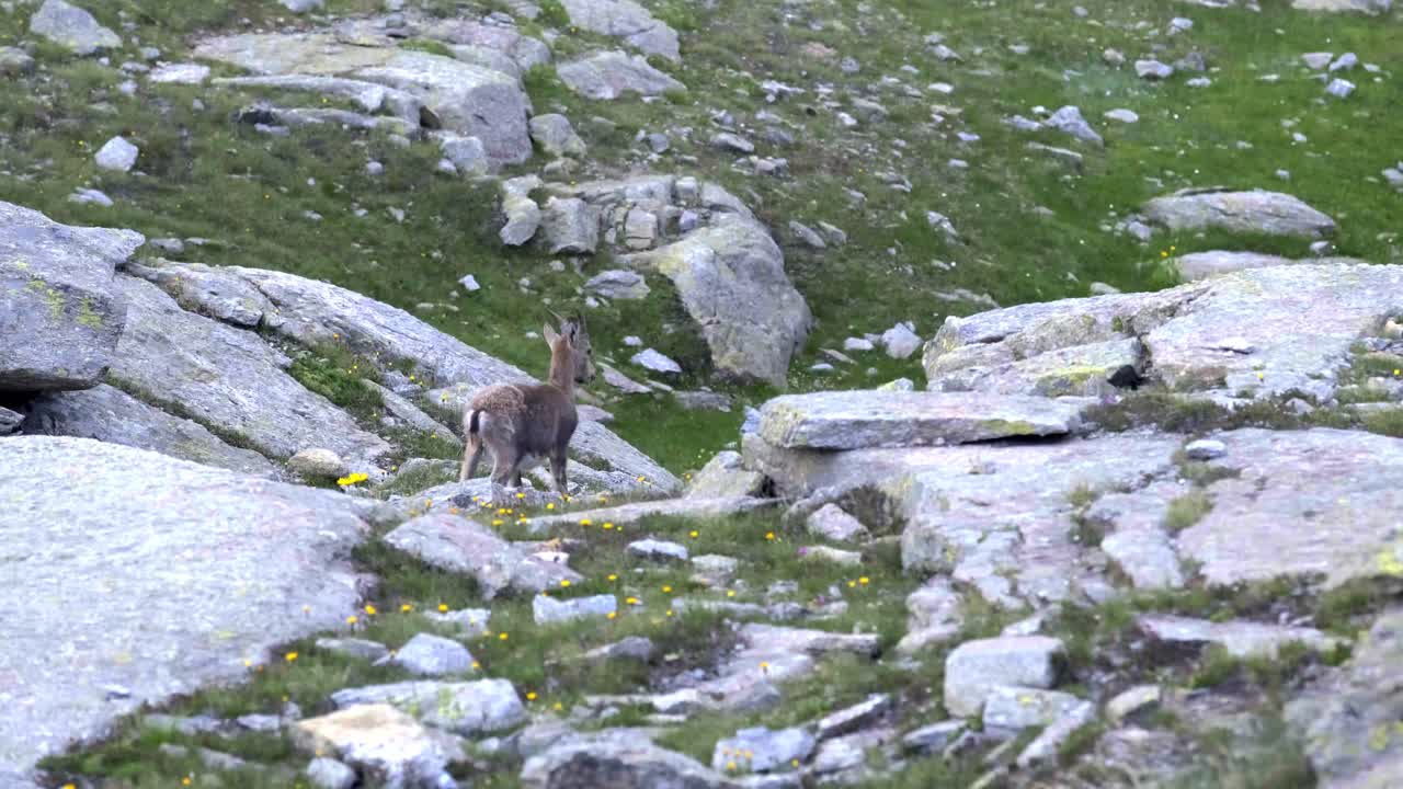 Young Alpine Ibex on Rocky Mountain