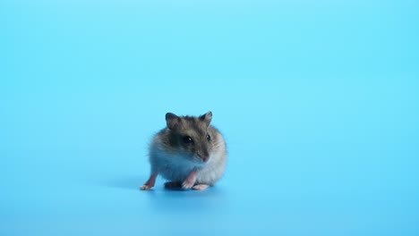 ratón, ratones en fondo azul