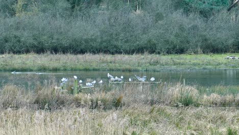 Seagulls-and-Ducks-at-a-pond,-England