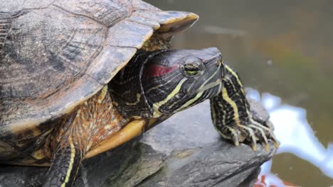 la tortuga de orejas rojas