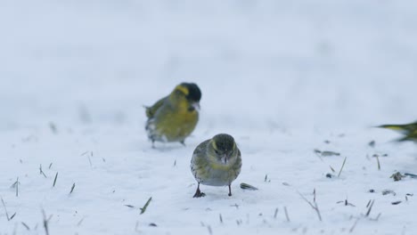 eurasian siskin in winter bird feeder eating sunflower seeds