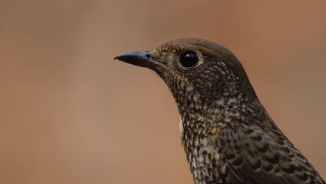 Facing-to-the-left-while-the-camera-zooms-out-and-slides-to-the-right,-White-throated-Rock-Thrush-Monticola-gularis-Female,-Thailand