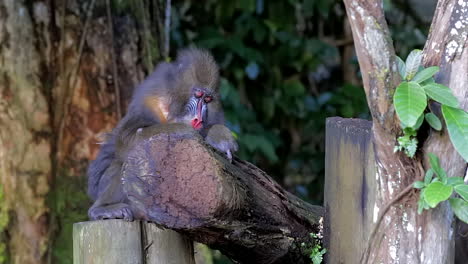 mandril femenino sentado en la rama de un árbol