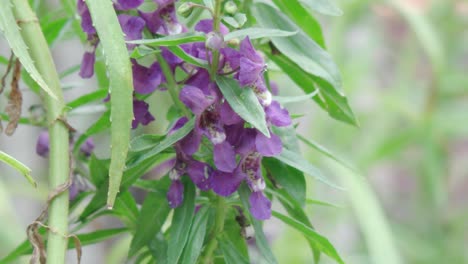 flor morada en el viento